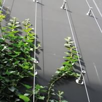 Graue Fassade an dem ein vertikales Ranksystem mit grünen Pflanzen befestigt ist