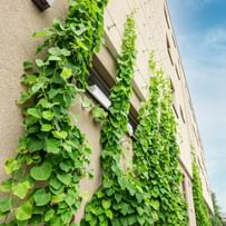 Begrünung an den vertikalen Rankseilen