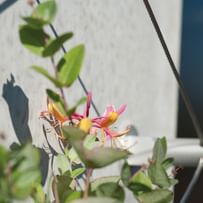 Rank-Montagesockel mit grüner Pflanze und Blume im Vordergrund