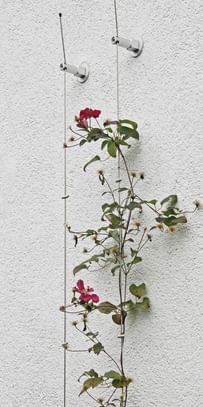 Vertikale Begrünung einer weißen Fassaden mit roten kleinen Blumen