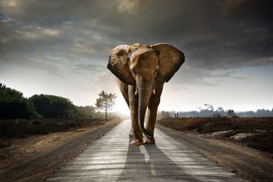 Ein Elefant schreitet entschlossen der Sonne entgegen – Sinnbild für Beständigkeit und Aufbruch.