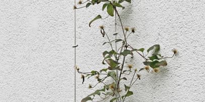 Vertikale Begrünung einer weißen Fassaden mit roten kleinen Blumen