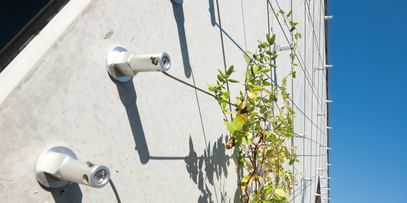 Weiße Gebäudefassade mit Rank-Montagesockeln und Fassadenbegrünung