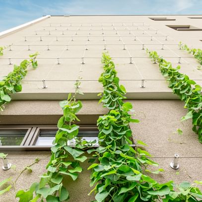 Begrünte vertikale Rankseile an der Außenfassade
