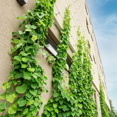 Begrünung an den vertikalen Rankseilen