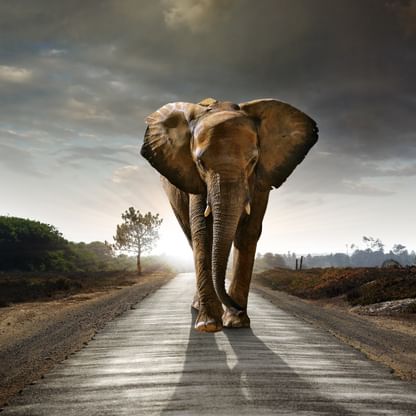 Ein Elefant schreitet entschlossen der Sonne entgegen – Sinnbild für Beständigkeit und Aufbruch.