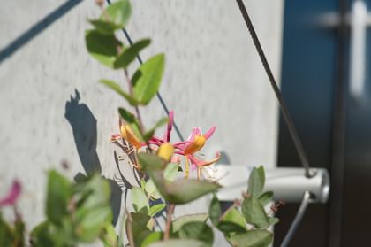 Rank-Montagesockel mit grüner Pflanze und Blume im Vordergrund