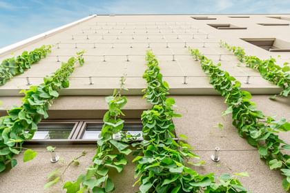 Begrünte vertikale Rankseile an der Außenfassade