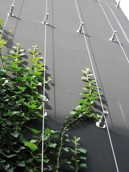 Graue Fassade an dem ein vertikales Ranksystem mit grünen Pflanzen befestigt ist