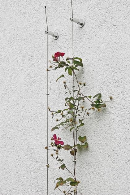 Vertikale Begrünung einer weißen Fassaden mit roten kleinen Blumen