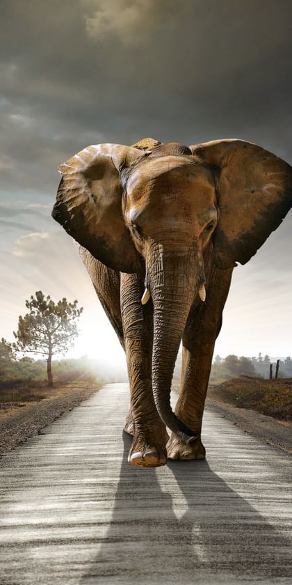 Ein Elefant schreitet entschlossen der Sonne entgegen – Sinnbild für Beständigkeit und Aufbruch.