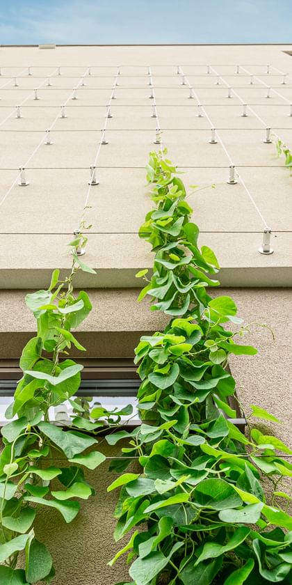 Begrünte vertikale Rankseile an der Außenfassade