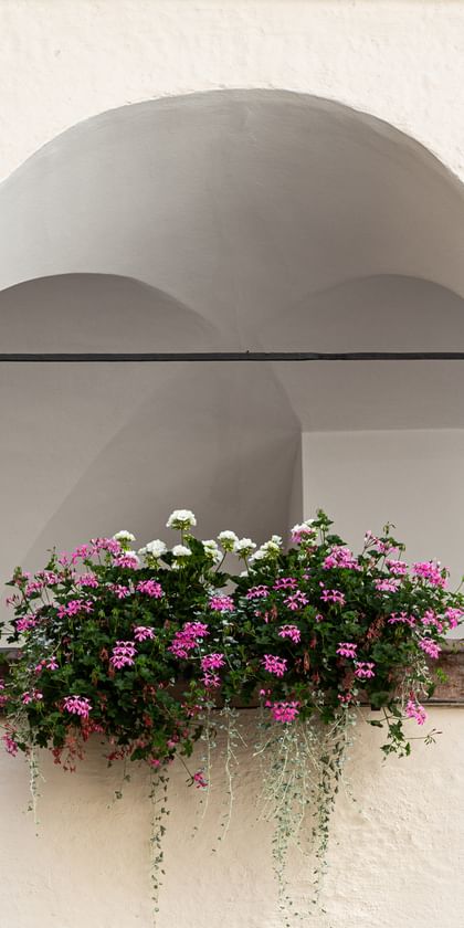 Balkone mit rosa-weißen Blumen