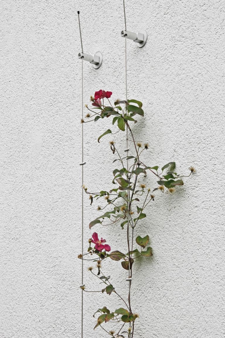 Vertikale Begrünung einer weißen Fassaden mit roten kleinen Blumen