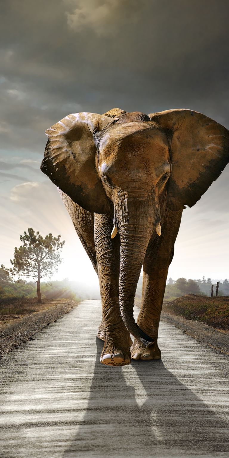 Ein Elefant schreitet entschlossen der Sonne entgegen – Sinnbild für Beständigkeit und Aufbruch.