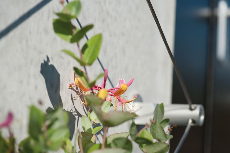 Rank-Montagesockel mit grüner Pflanze und Blume im Vordergrund